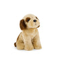Coco the Shih Tzu